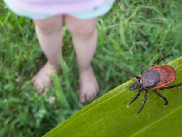 Lyme Disease