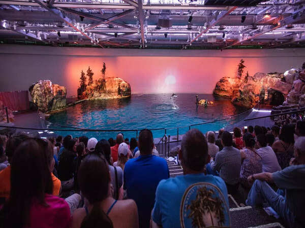 shedd-aquarium-dolphin-show