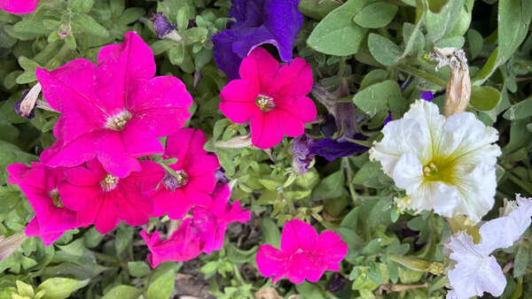 iPhone 16e camera sample