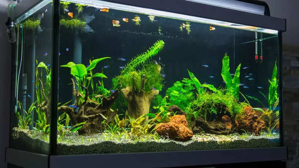 Aquarium (2)