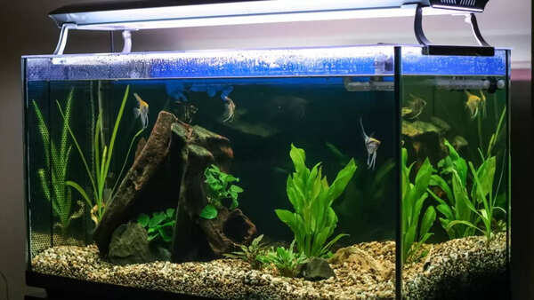 Aquarium (4)