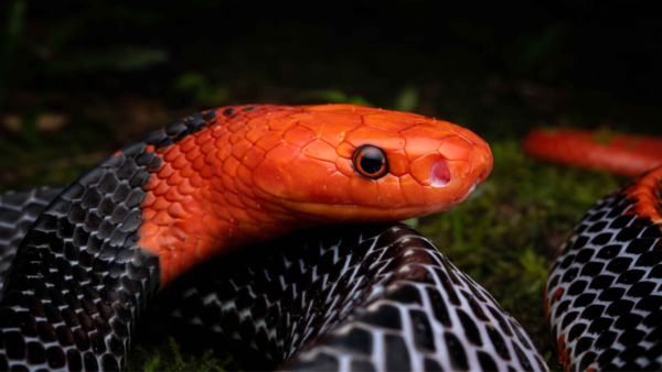 Distinctive appearance and camouflage of Red-headed Krait