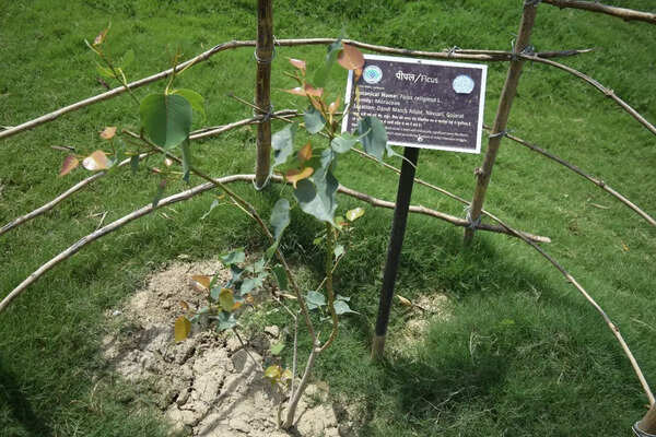 PEEPAL, DANDI MARCH ROUTE