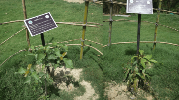 KADAMB VRINDAWAN (left), MANGO KAKORI (right)
