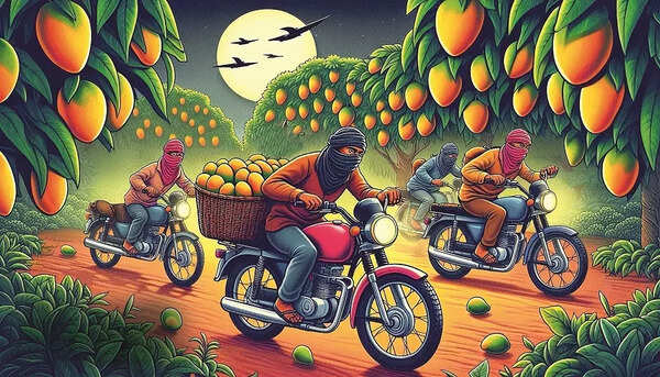 Approximately 2,000kg of mangoes are stolen every day from orchards across 12 villages in Navsari district