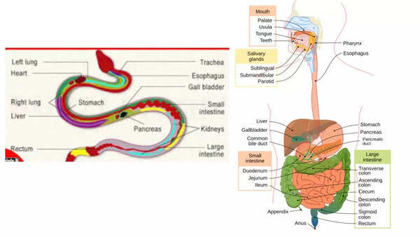 Snake versus humans digestive system