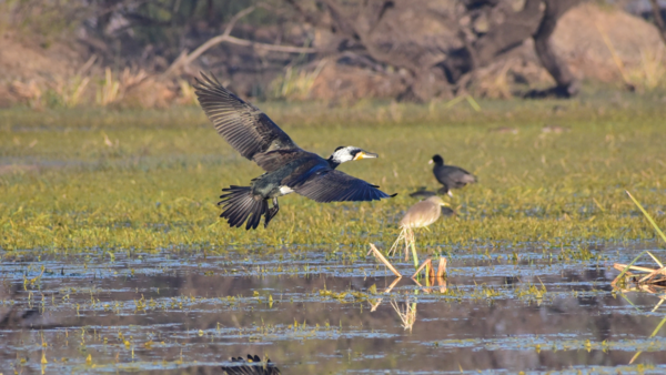 Bharatpur wildlife sanctuary