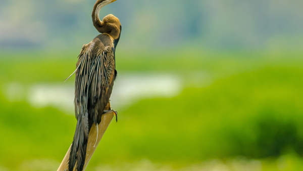 Kumarakom Bird Sanctuary, Kerala