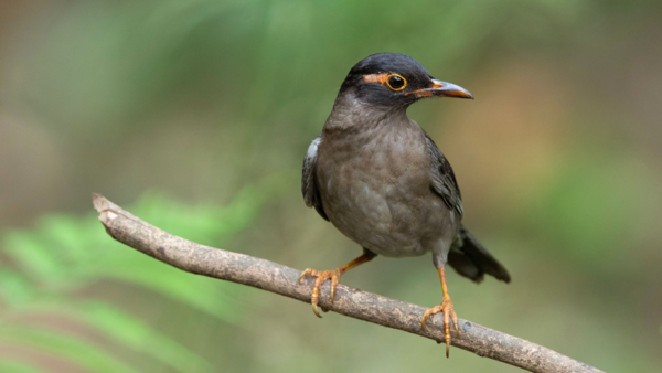 Thattekad Bird Sanctuary, Kerala