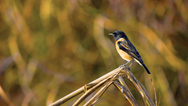 Dudhwa National Park, Uttar Pradesh