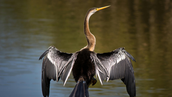 Chilka lake Bird sanctuary, Odisha