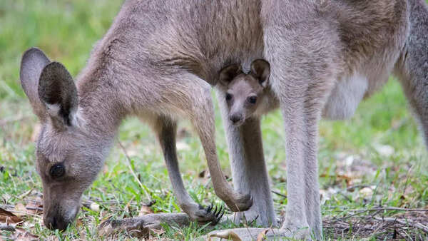 Female kangaroos are equipped with three separate vaginas