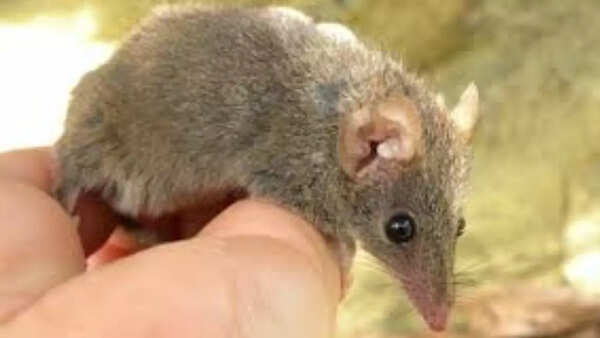 Male antechinus mate until they die