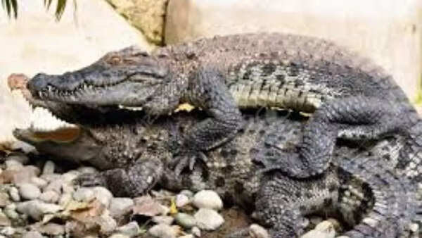 Male alligators have erections that last indefinitely