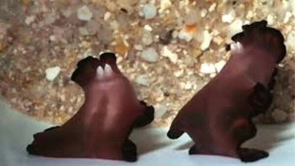 Flatworms engage in battles using their sex organs