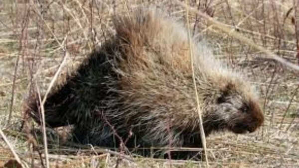Male porcupines shower females with urine before mating