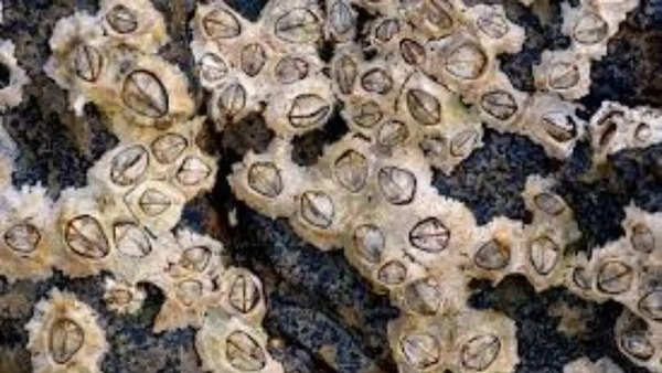 Mating snails shoot 'Love Darts' at each other