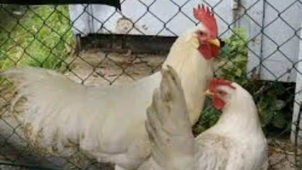 Female chickens can expel unwanted sperm
