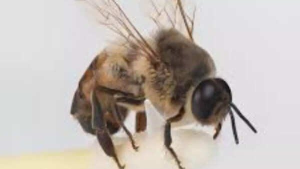 Male honey bees sacrifice their genitalia in the mating process