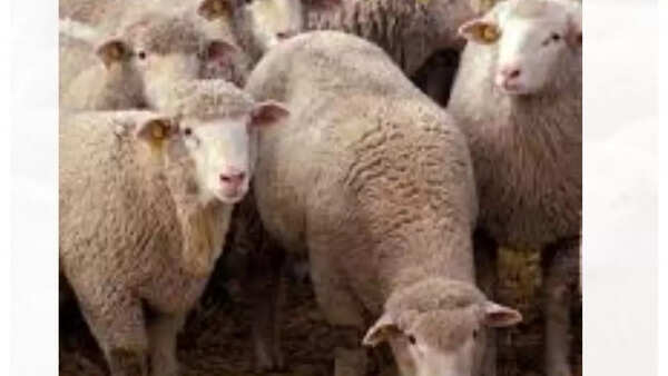 Sheep exhibit a high incidence of homosexual behavior