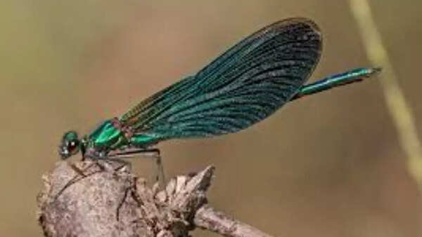 Male damselflies have the ability to remove sperm from rival males