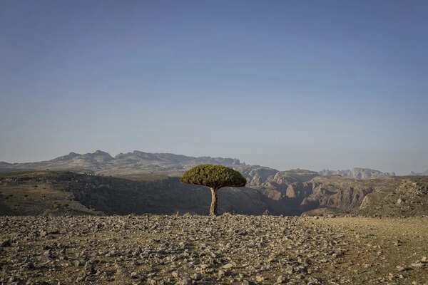 These surreal trees survived for centuries. Scientists worry for their future