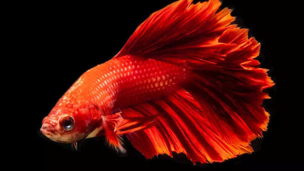Betta fish care guide