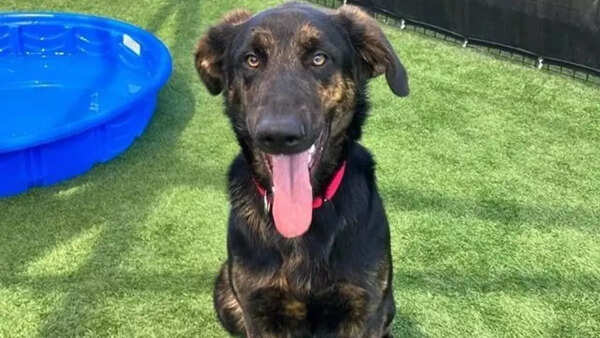 Duke, the brave dog who fought 5 coyotes