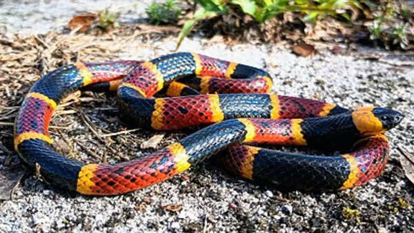 Source: Wikipedia coral snake
