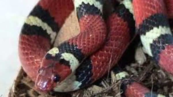 Source: Wikipedia king snake