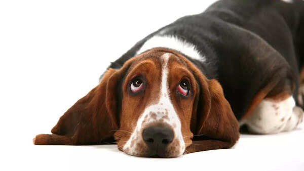 Basset Hound