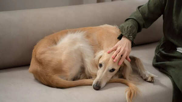 Greyhound