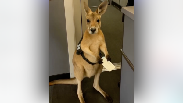 Viral video of a kangaroo standing at an airport check-in counter, holding a boarding pass, has taken internet by storm
