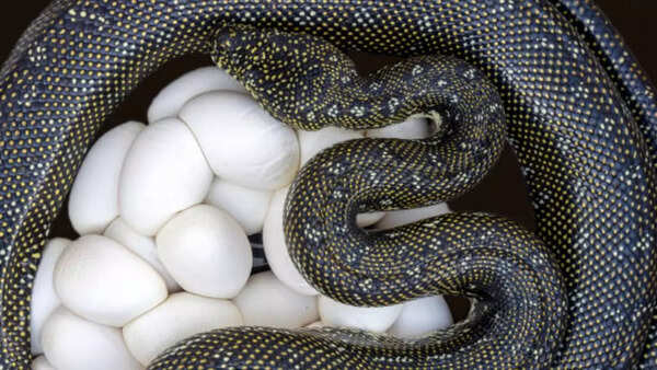 Source: iStock snakes have huge families