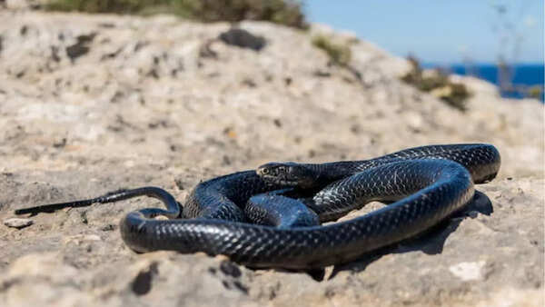 Source: Freepik Snakes are dependent on outside heat and sunlight