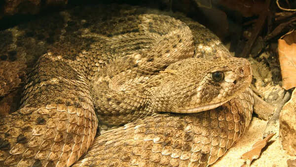 Source: Wikipedia Some snakes do not lay eggs