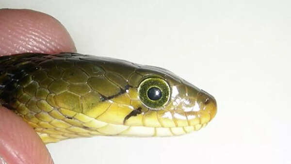 Source: Wikipedia Snakes have no eyelids