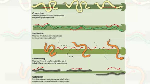 Source: Daily Inforgraphic snake movements
