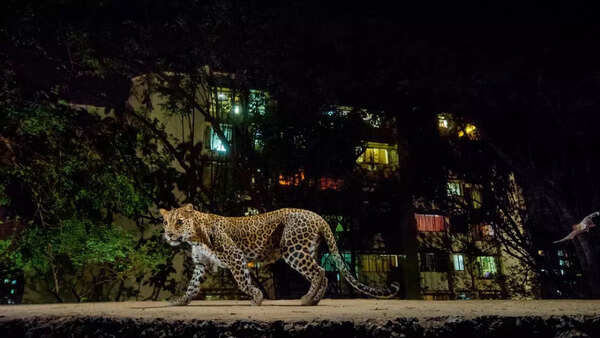 1. Leopards