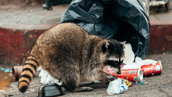​ 2. Raccoons