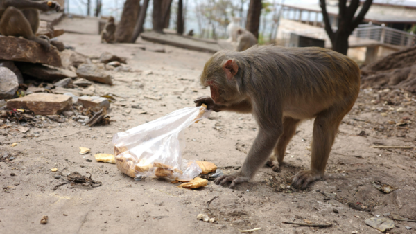3. Monkeys