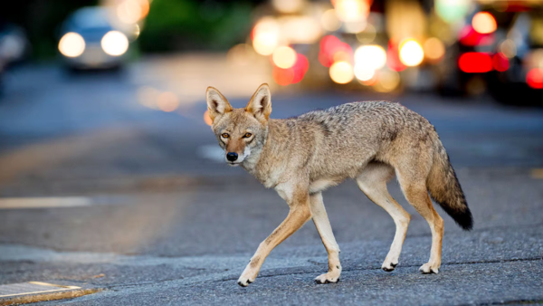 4. Coyotes