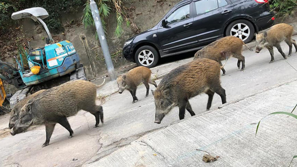 6. Wild Boars