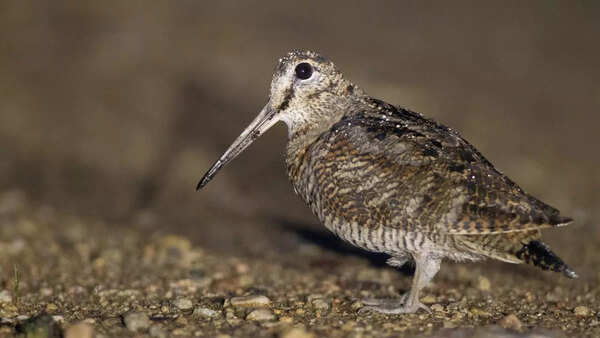 American woodcock