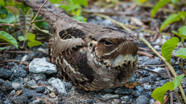 Nightjar