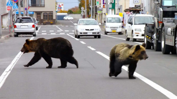bear