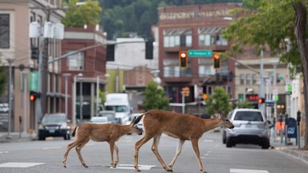 8. Deer
