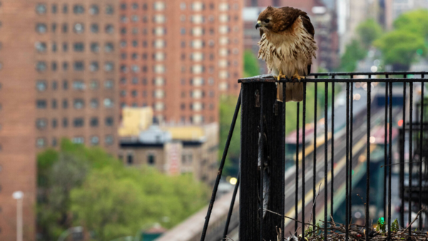 9. Hawks and Falcons