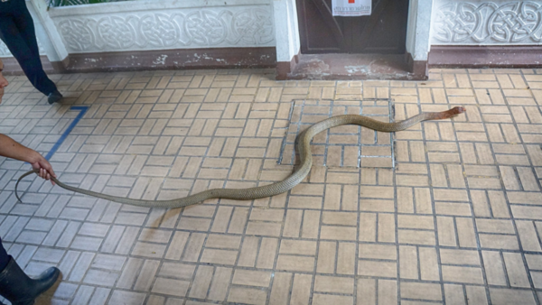 10. Snakes