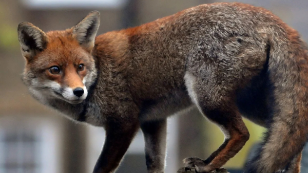 foxes